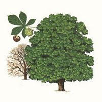 L'homme sous le marronnier